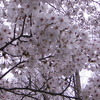 散歩中の桜