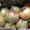 新玉ねぎ〜まるまる