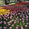 チューリップも咲いていました