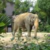ジャングルにいるようなゾウ。
