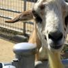 やぎ。この日一番お気に入りショット！