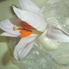 花が開いていた