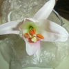 綺麗ではあった