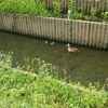 鴨の親子連れ。可愛い～（~▽~＠）♪♪♪