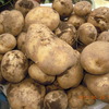 男爵5.5kg