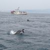 イルカウォッチング