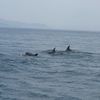イルカウォッチング