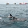 イルカウォッチング
