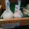 ジャンボにんにくと普通のにんにくの比較