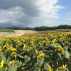 向日葵（四季彩の丘）