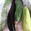 長ーい野菜(左二つ)