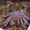 紫色のタラバガニ