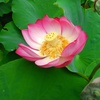 蓮が綺麗でした