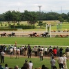 新潟競馬場