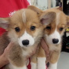 双子のコーギーちゃん～♪