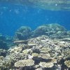 宮古八重干潮はサンゴの楽園