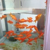 金魚in Box 1