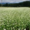 蕎麦の花