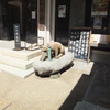笑う寅