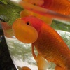上側…人面魚ぽい〜w