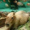 カピバラ