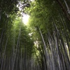聳える竹。