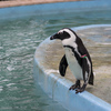 ケープペンギン