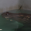 カバの鼻の穴