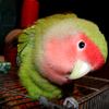 うちのリムくんです。　（小桜インコ）