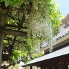 白い藤