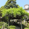 ラウンジの外の藤