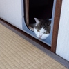 母ちゃん