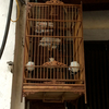 店先の鳥かご