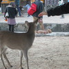 宮島は鹿だらけ