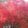 場内紅葉はまばらやったよ