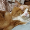 毛を剃られました(T-T)
