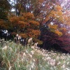 ススキと紅葉