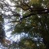 神社のところの紅葉