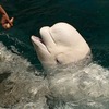 ベルーガのあたまは柔らかい