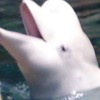 可愛いです