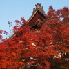 お寺と紅葉
