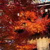 京都の紅葉初体験