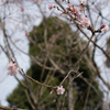 冬桜