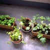 ベランダのハーブたち