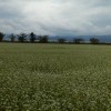 蕎麦の花（猪苗代）