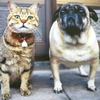 ねこ＆パグ