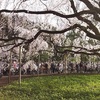 枝垂桜の傘の下。