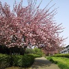 さくらの散歩道　春。