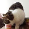 ウチの母猫のチョコ