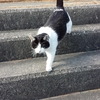 港の住人、いや住猫